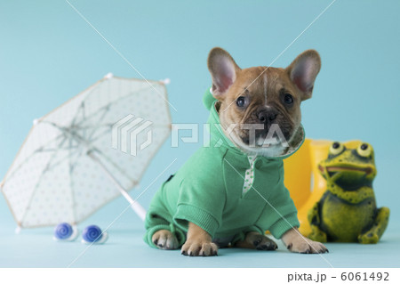 レインコートを着て座るフレンチブルドッグ レインコートを着て座るフレンチブルドッグ 6061492