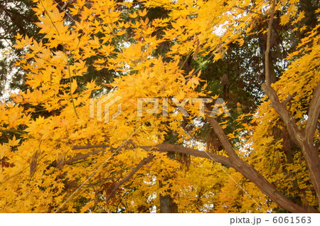 紅葉（もみじ） 花言葉：大切な思い出 A Japanese Mapel Treeの写真