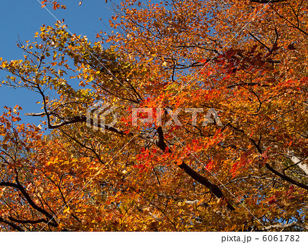 紅葉 6061782