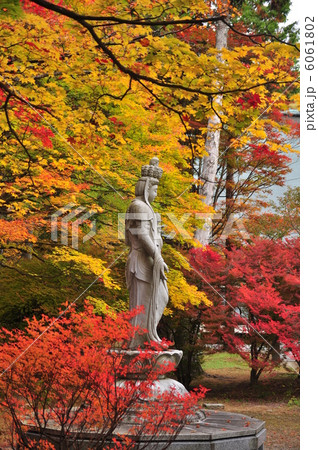 紅葉した境内に佇む観音様 紅葉した境内に佇む観音様 6061802