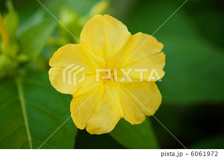 オシロイバナ 黄色 花言葉 いつも元気 Four O Clock Flower の写真素材