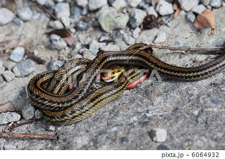 シマヘビの幼蛇を食べるシマヘビの成蛇の写真素材