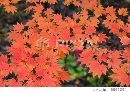 楓の紅葉 6065294