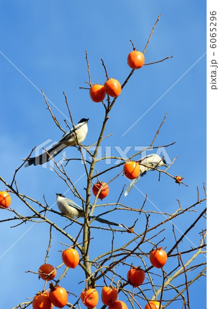 柿の実を食べるオナガ 6065296