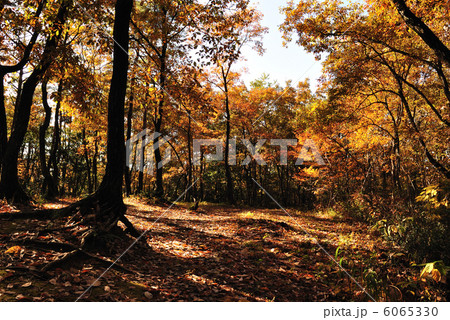 コナラ林の紅葉Var.2 6065330