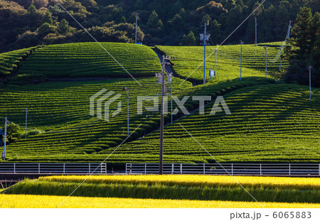 静岡の茶畑 静岡の茶畑 6065883