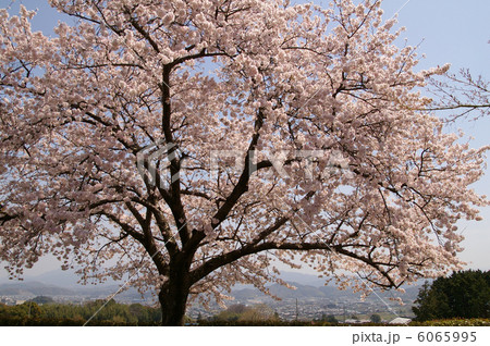 桜 6065995