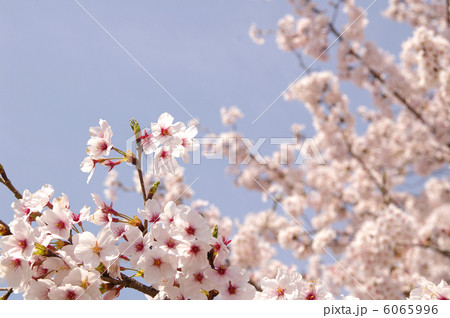 桜 6065996