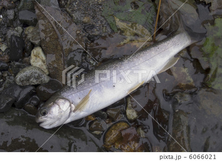 知床／イワナ 6066021
