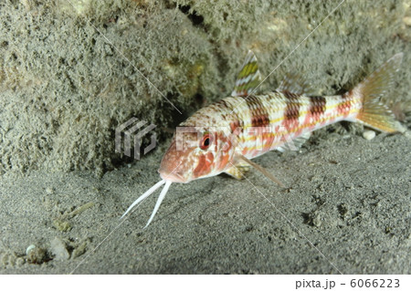 Mullus fish on the sand, nighttime. 6066223