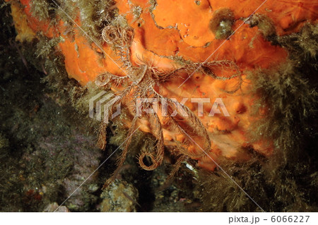 Feather Starfish (Crinoid) on a red sponge. Feather Starfish (Crinoid) on a red sponge. 6066227