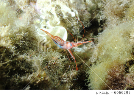 Prawn on seaweed. Shot nighttime. 6066295