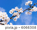 青空と桜 6066308