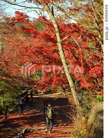 秋の高尾山 6066649