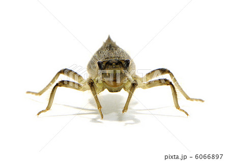 ヤゴ ヤゴ 6066897