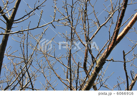 冬の梢 6066916