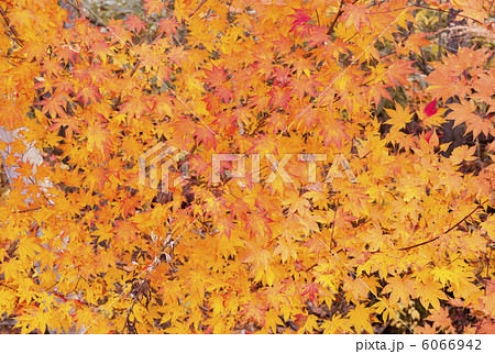 紅葉 6066942