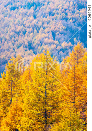 唐松の紅葉 6066945