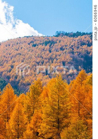 唐松の紅葉 6066946