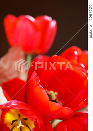 red tulips 6067524