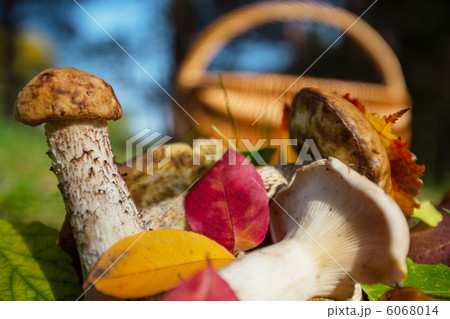 Mushroom 6068014