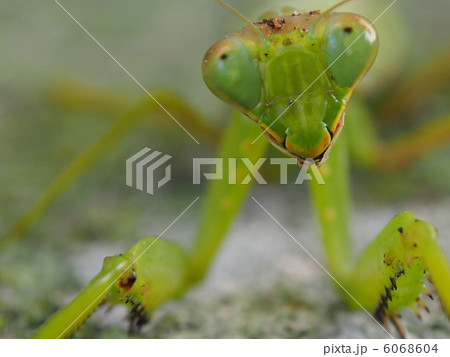 カマキリ 6068604