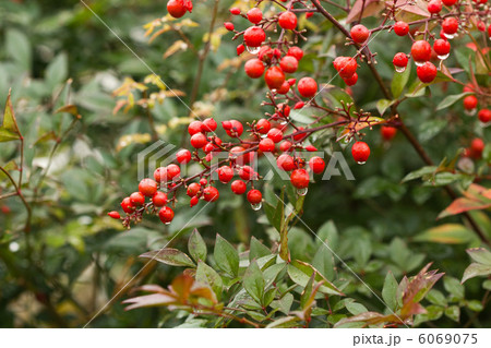 ナンテン 6069075