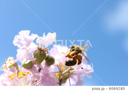 ミツバチ 6069280