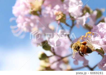 ミツバチ 6069281