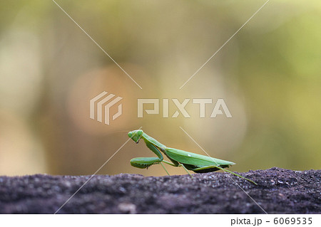 ハラビロカマキリ ハラビロカマキリ 6069535