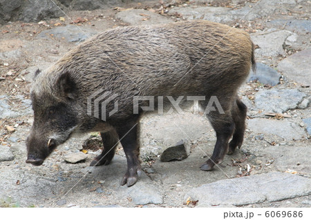 野生のイノシシ 6069686