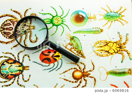 insect collection  6069816