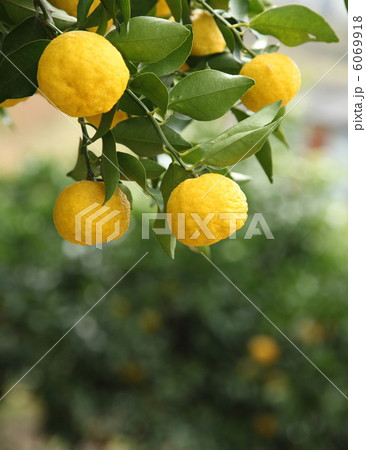 柚子の木 6069918