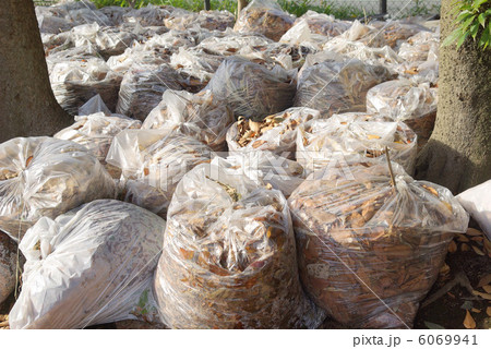 落ち葉ゴミ 6069941