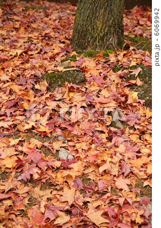 モミジバフウ 6069942