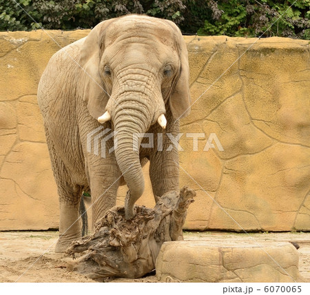 Elephant Elephant 6070065