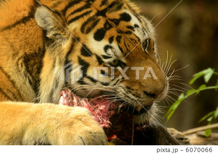 Tiger Tiger 6070066