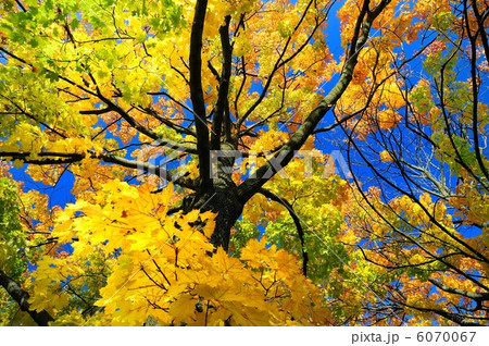 Tree crown Tree crown 6070067