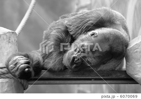 Resting Gorilla Resting Gorilla 6070069