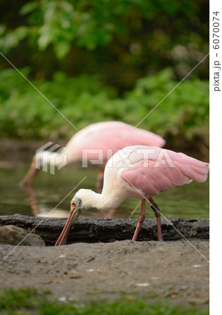 Roseate Spoonbill 6070074