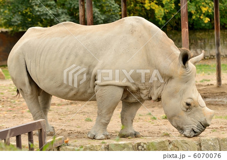 Big Rhinoceros Big Rhinoceros 6070076