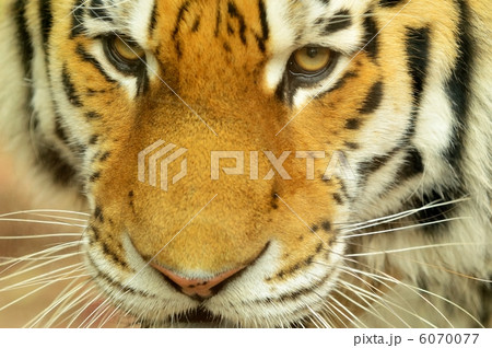 Siberian Tiger Siberian Tiger 6070077
