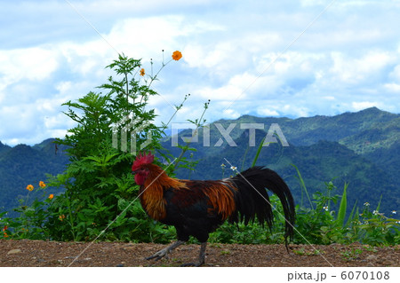 美人鶏 美人鶏 6070108