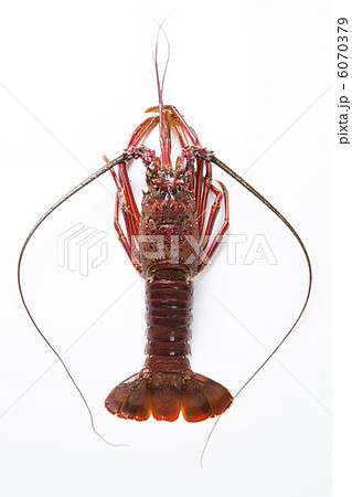 活け伊勢海老 6070379