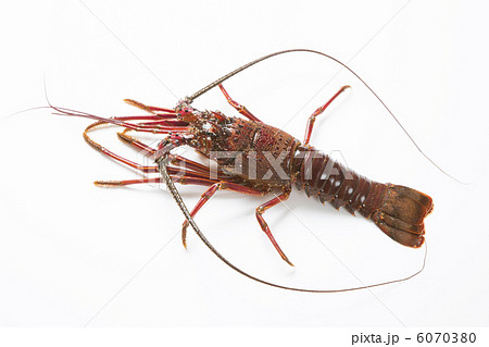 活け伊勢海老 6070380