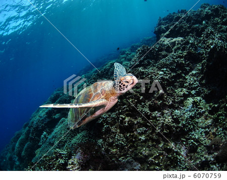 水中を泳ぐうみがめ 水中を泳ぐうみがめ 6070759