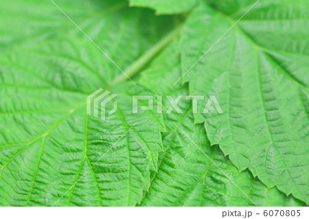 background of green leaves of raspberry background of green leaves of raspberry 6070805