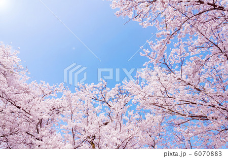 桜並木 6070883