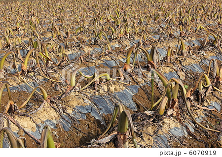 収穫時期を迎えた里芋畑の写真素材