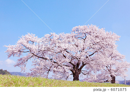 斐伊川堤防桜並木 6071075